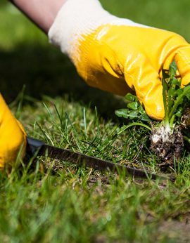 Weed-Control