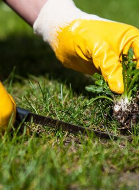 Weed-Control