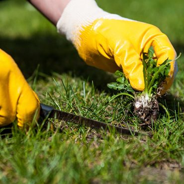 Weed-Control