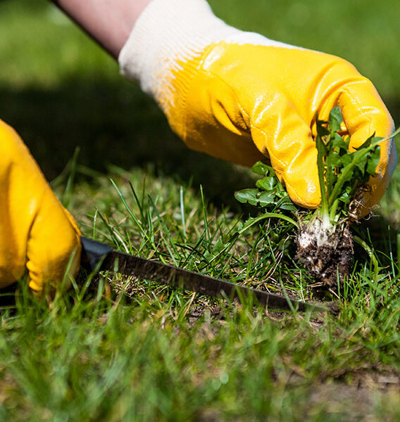 Weed-Control
