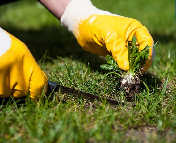 Weed-Control