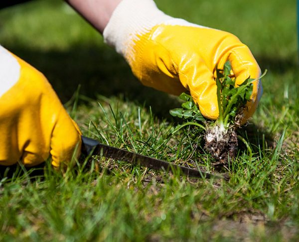 Weed-Control